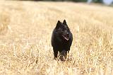 SCHIPPERKE 069